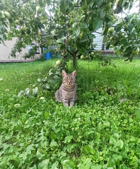 cat, vegetation wallpapers