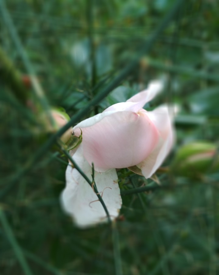beautiful flowers