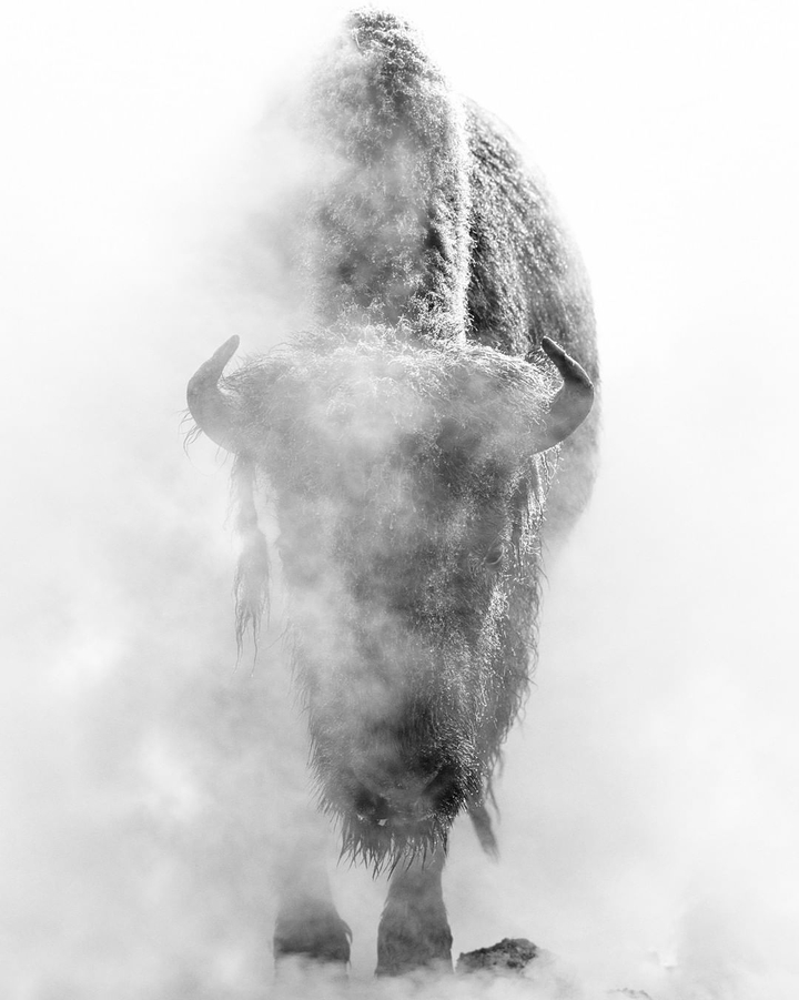 bison