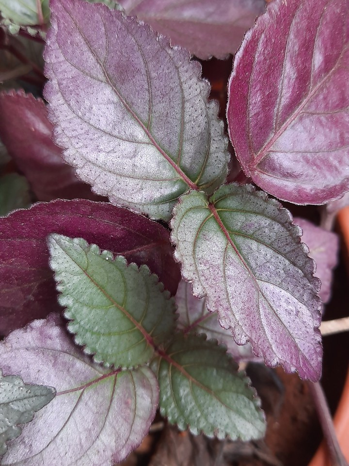 just leaves