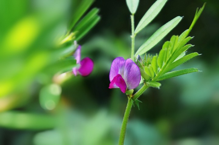 Vicia sativa❤