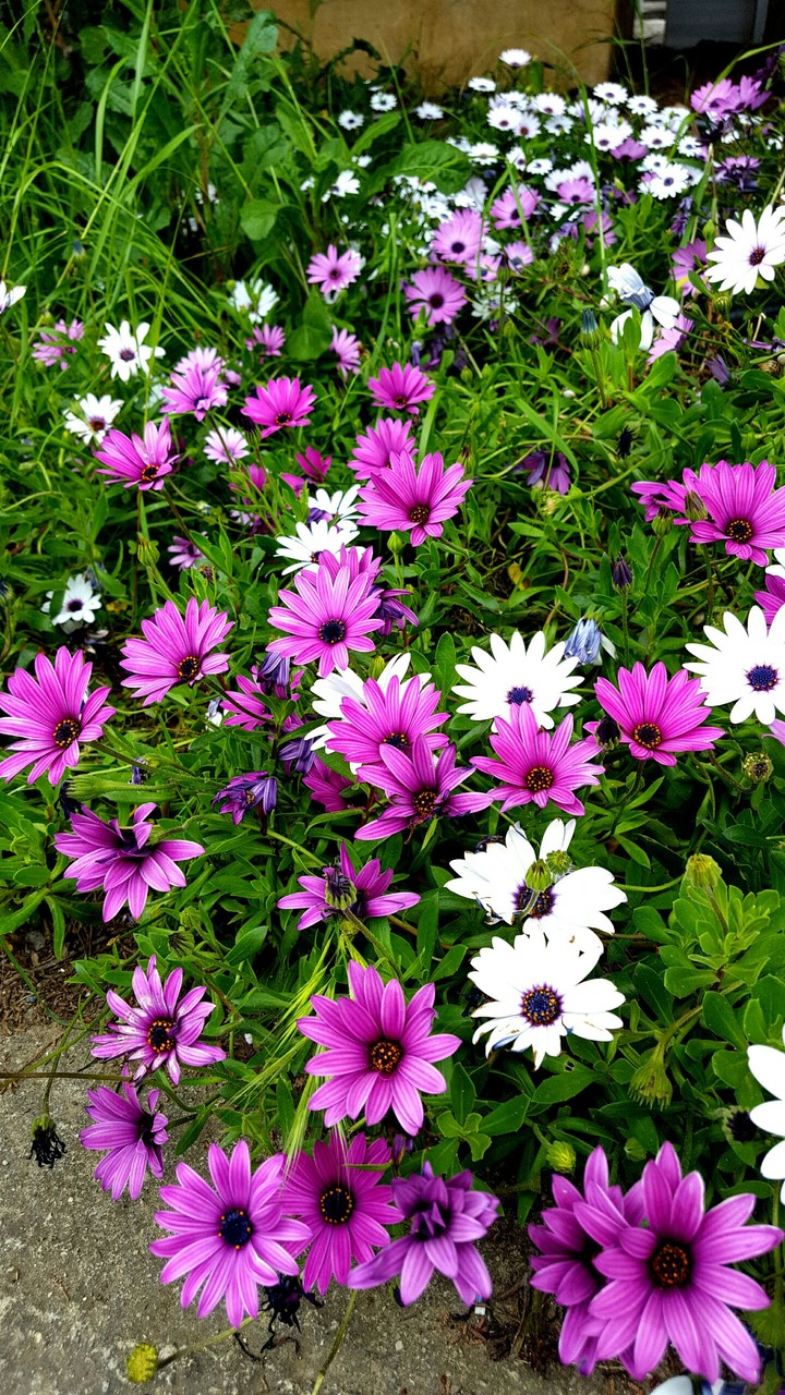 flower, purple, white, green, nature