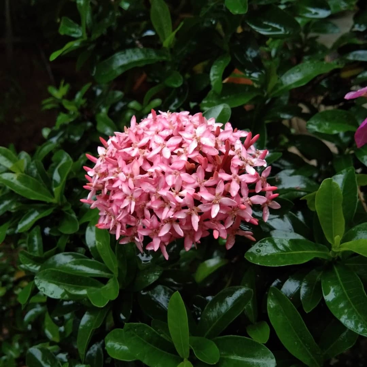 soka flower