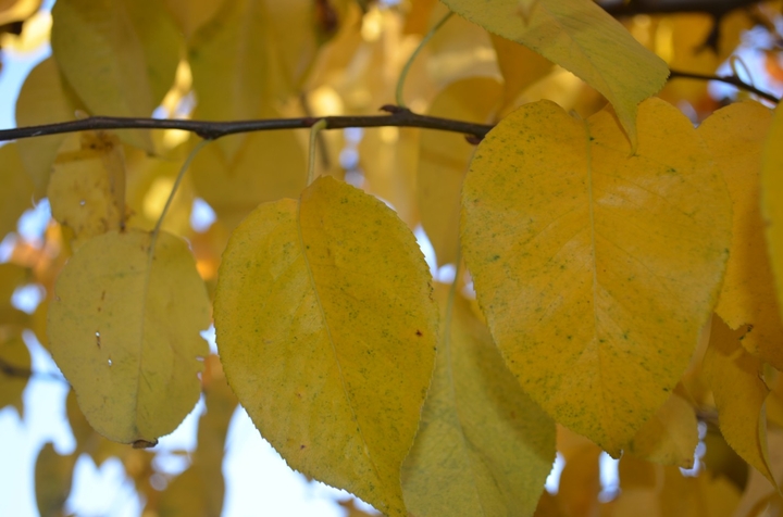 autumn leaf