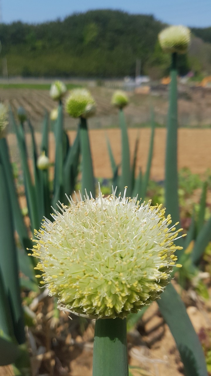 대파꽃