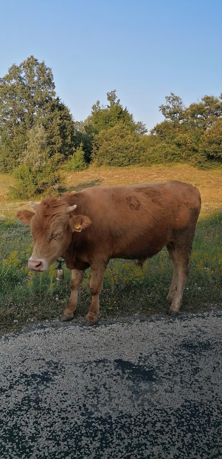 inekçik
