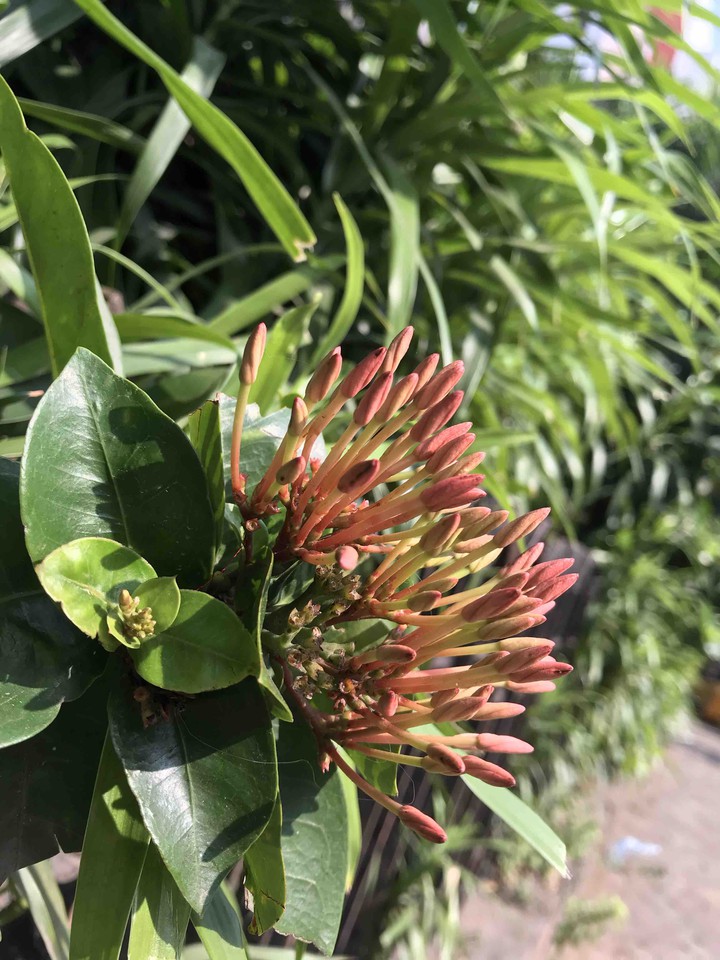flower