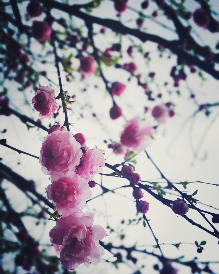 spring
