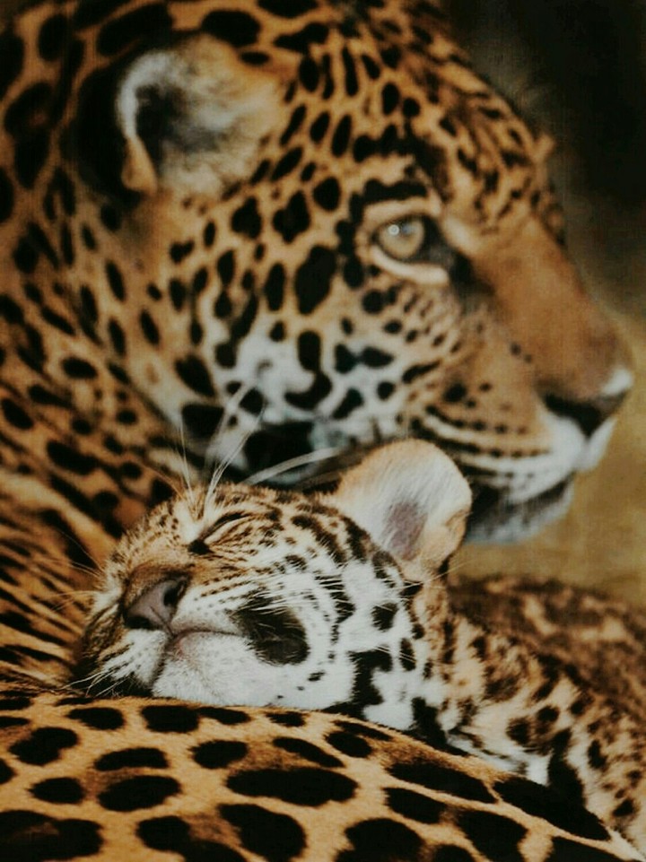 Amor verdadeiro