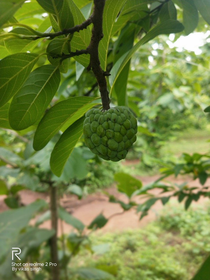 fruit