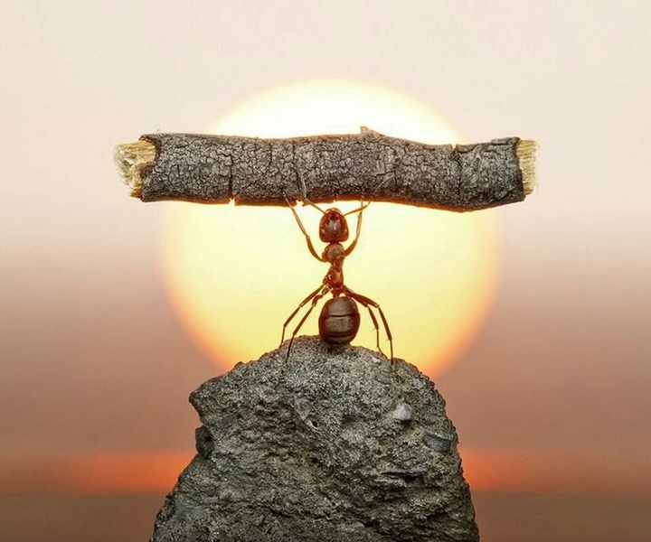 Ant