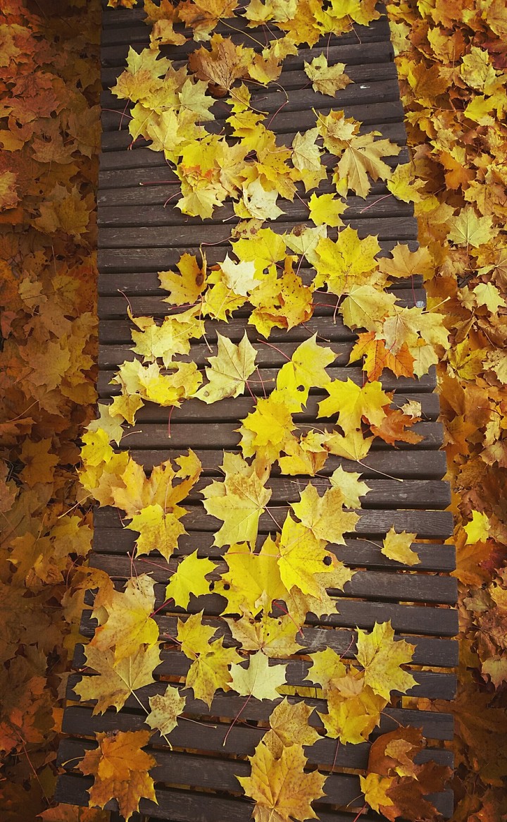 Road in autumn