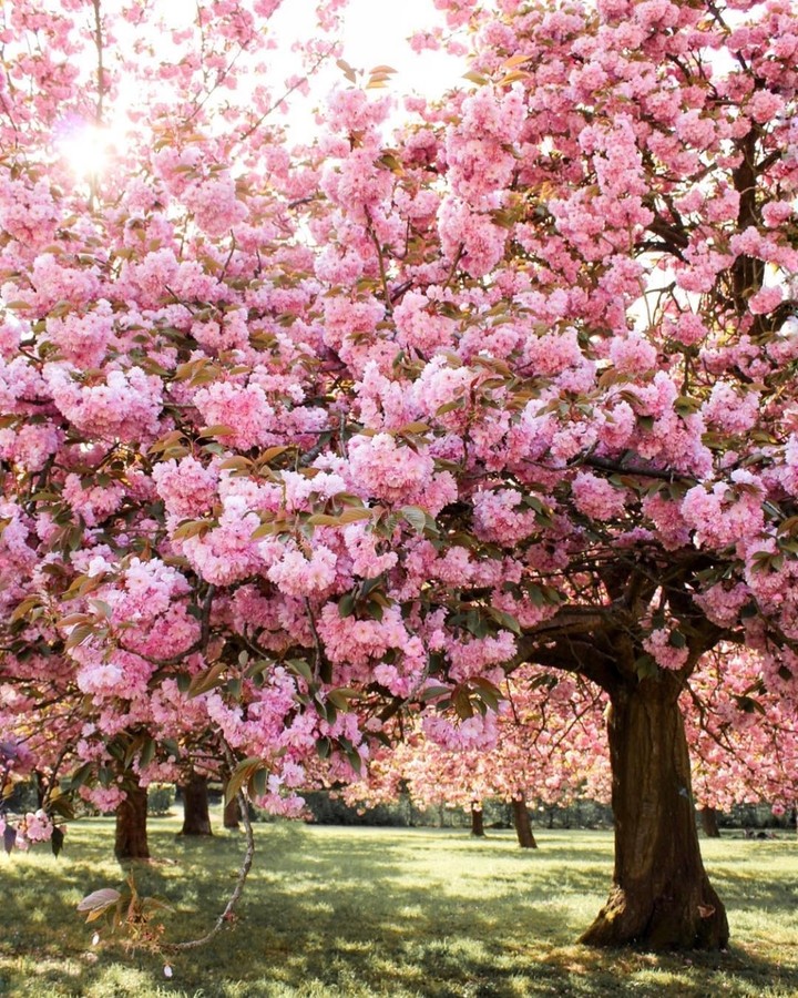 Kirschbaum Blüten