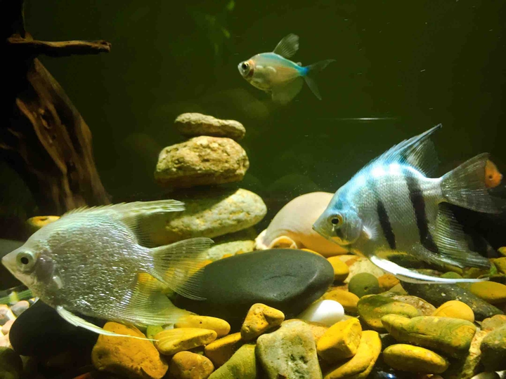 Fish