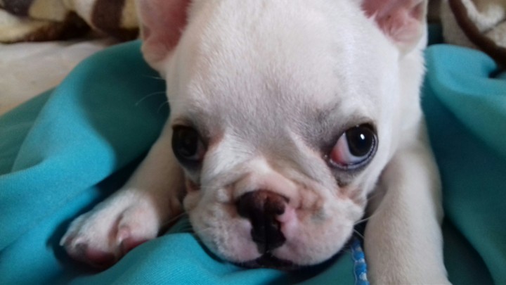 #Dog