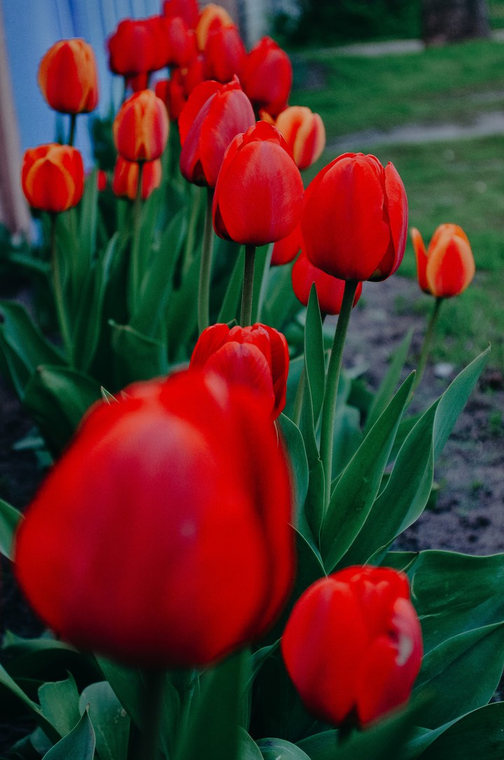 Flowers