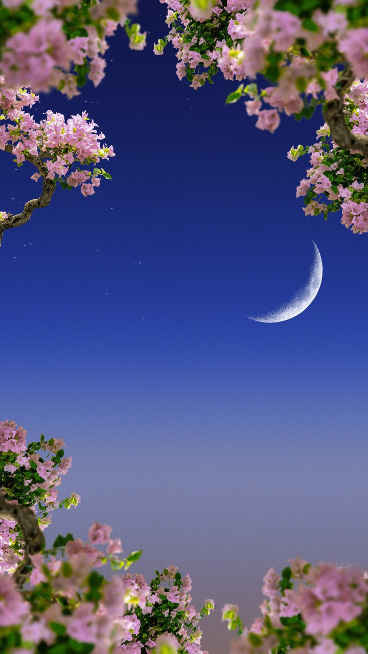 wall