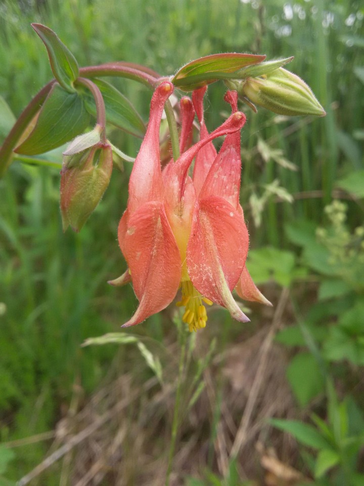Wild Red Columbine