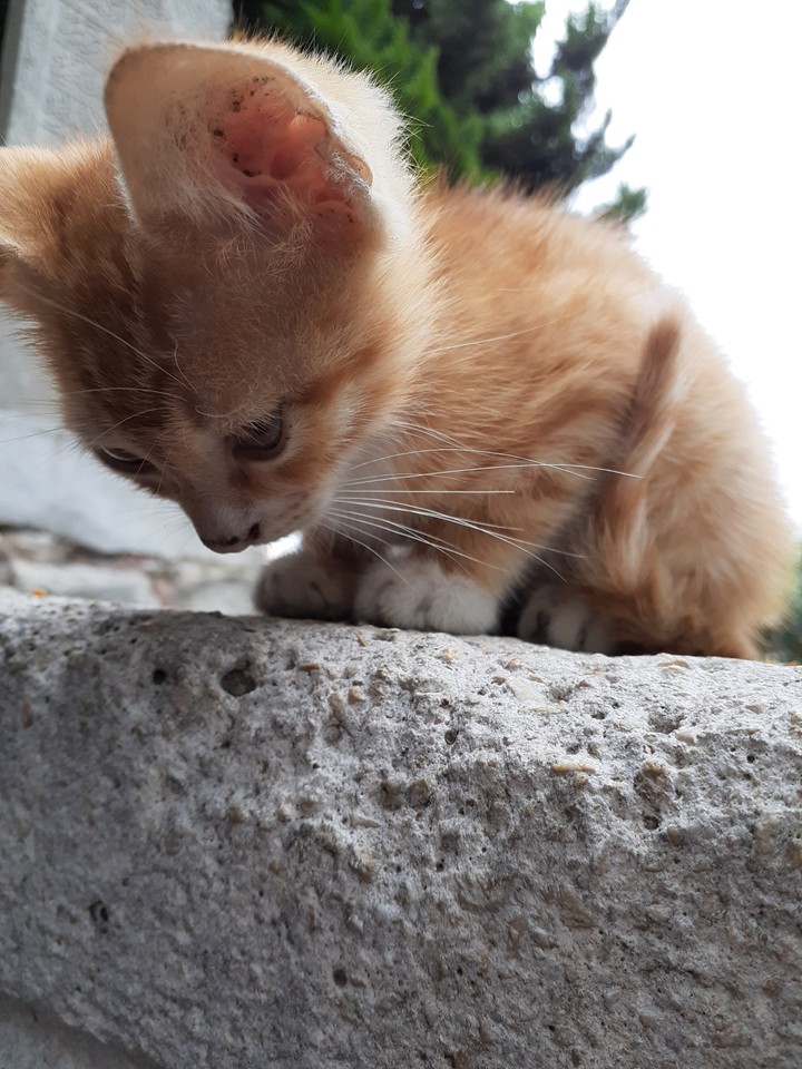 cat