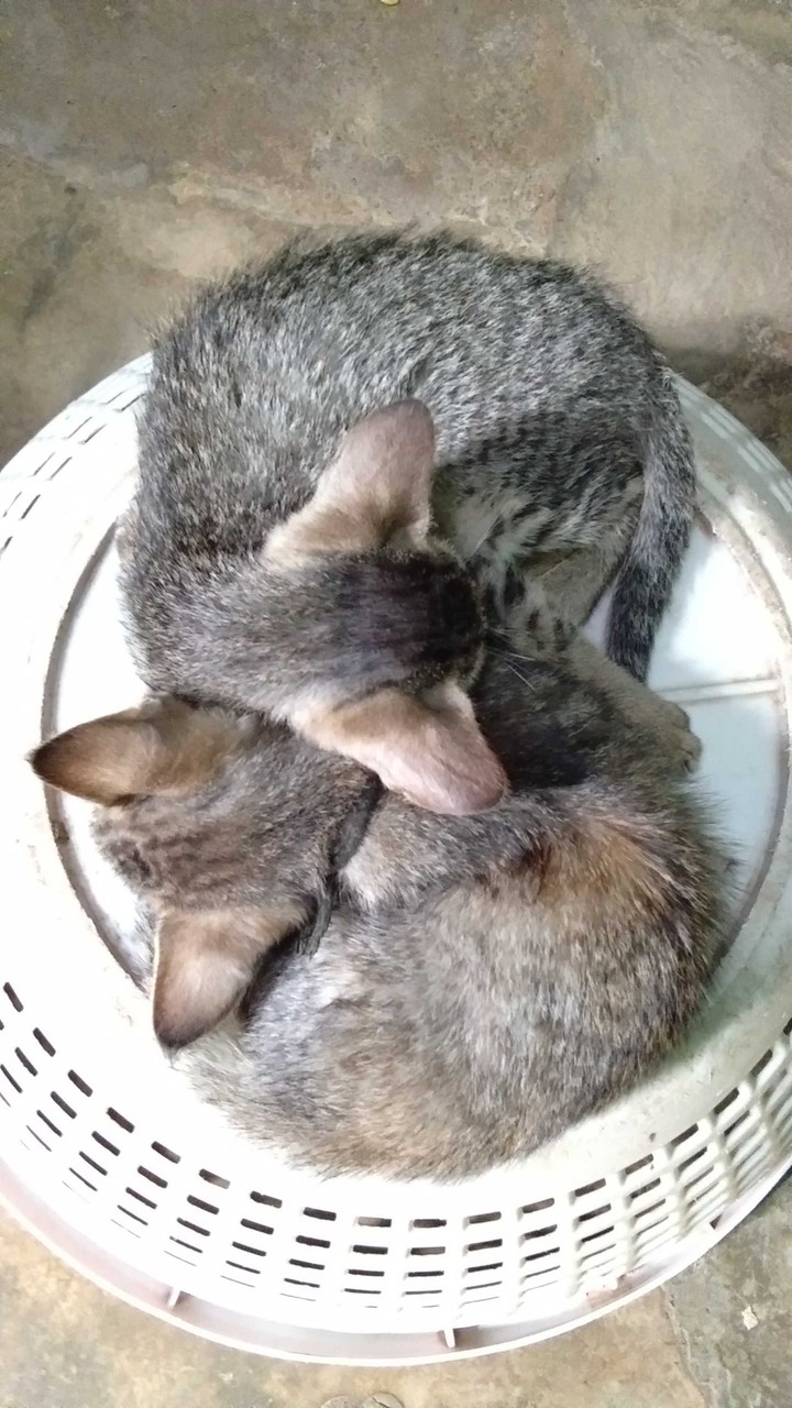my cuties