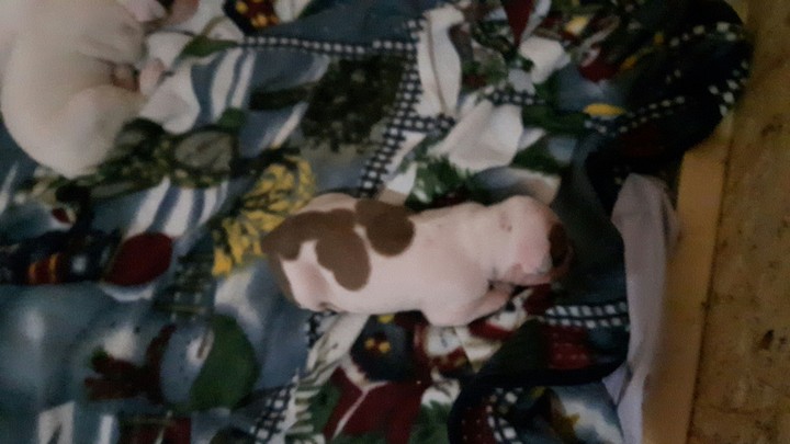 PUPPY