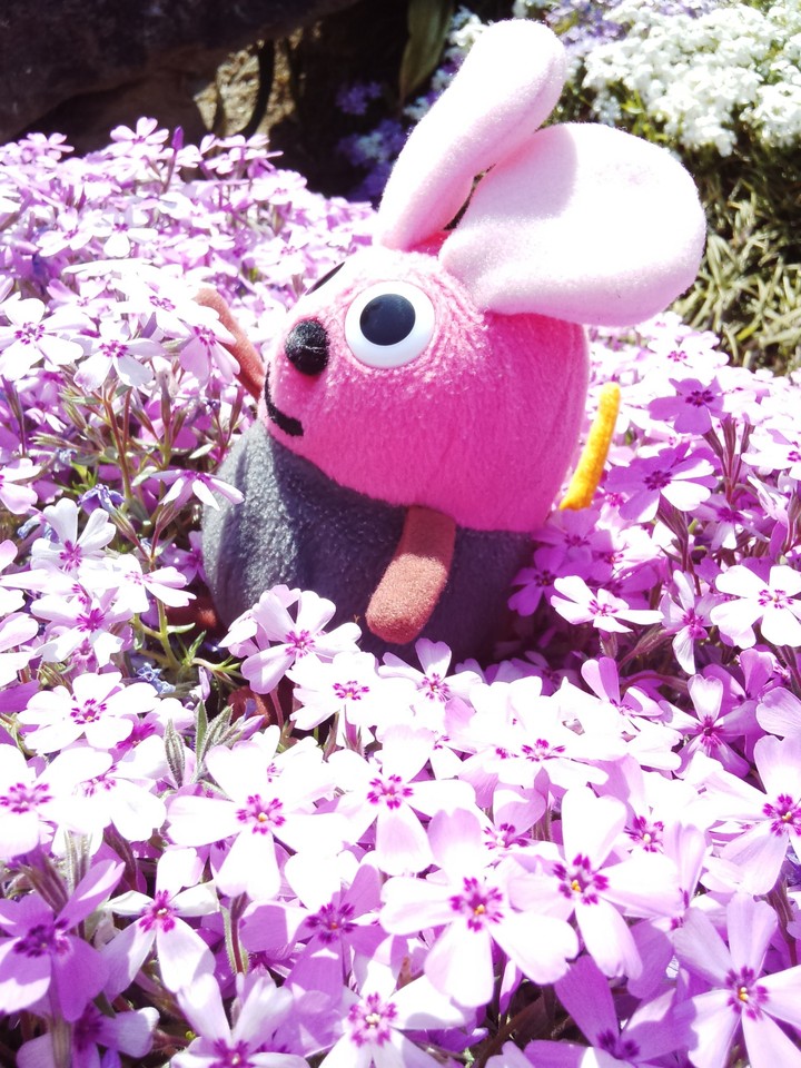 pinky