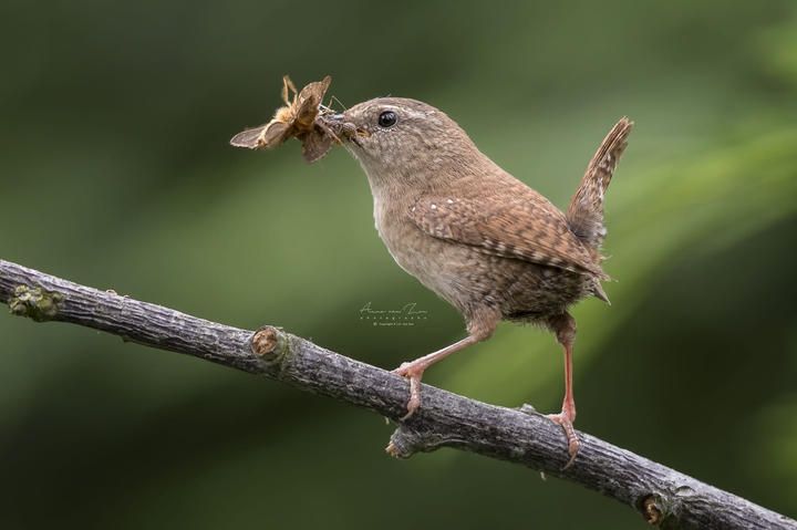 Back from the grocery...
by Arno van Zon