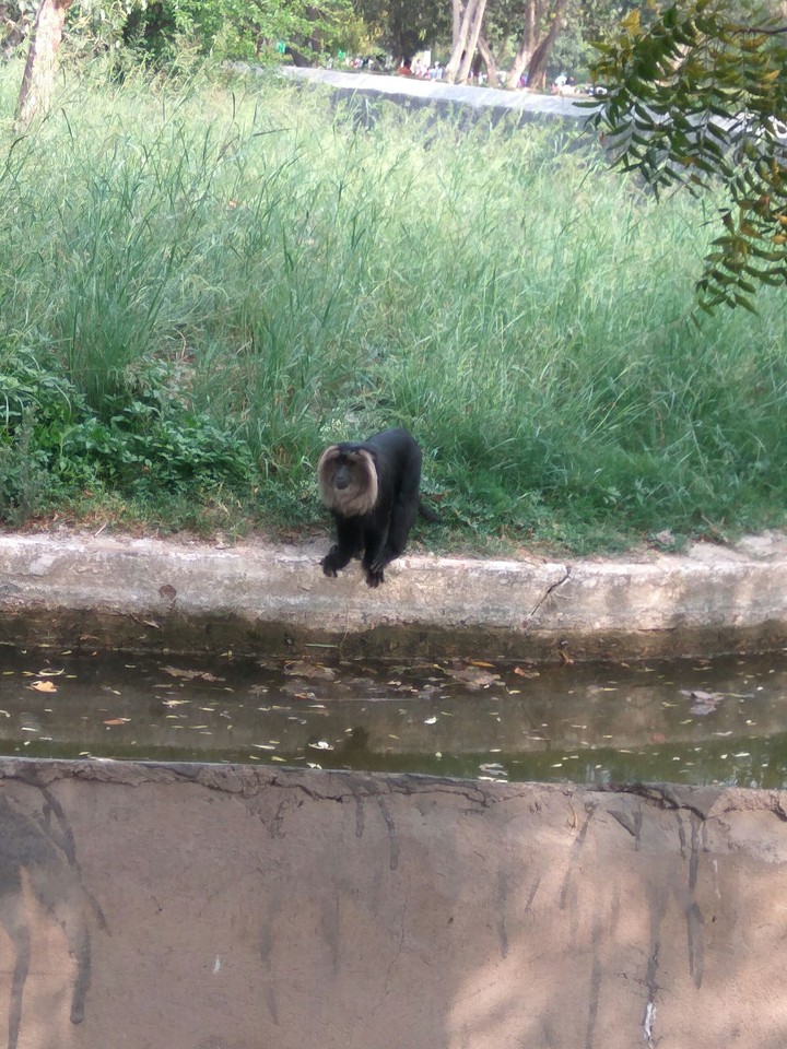 monkey