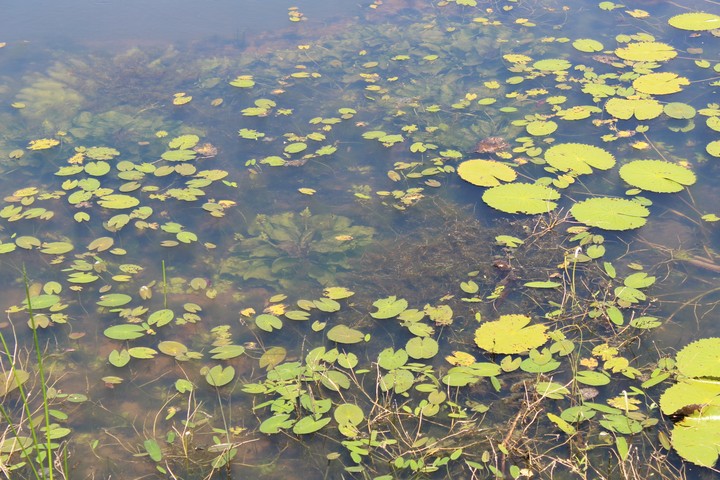 water very greenish
