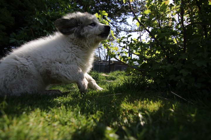 great pyrenees