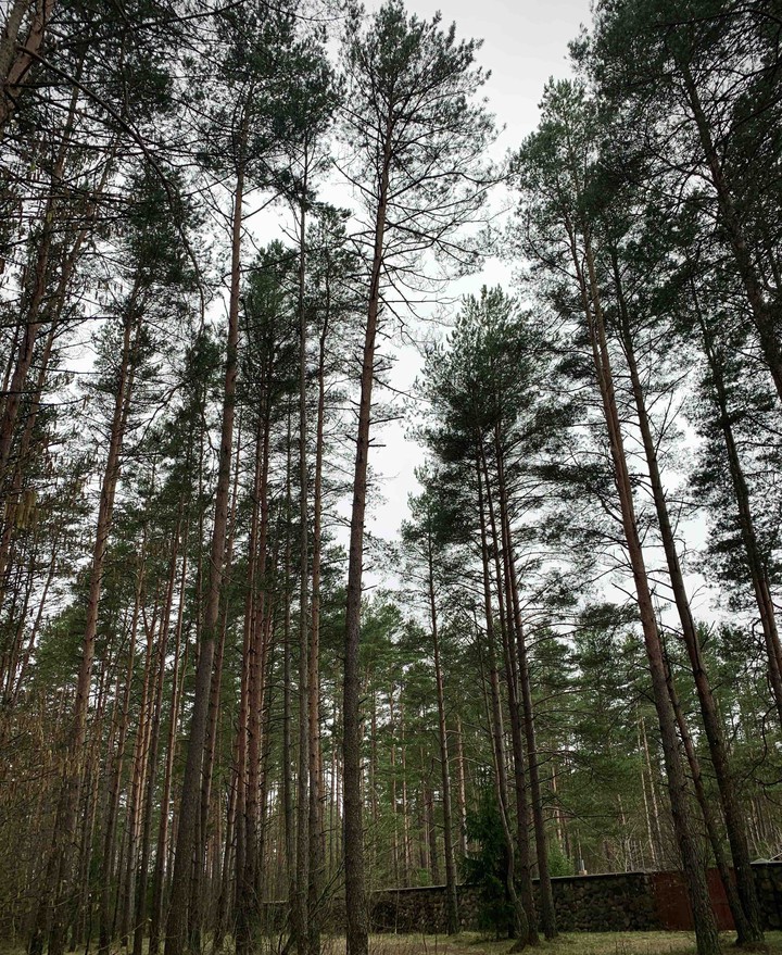 forest
