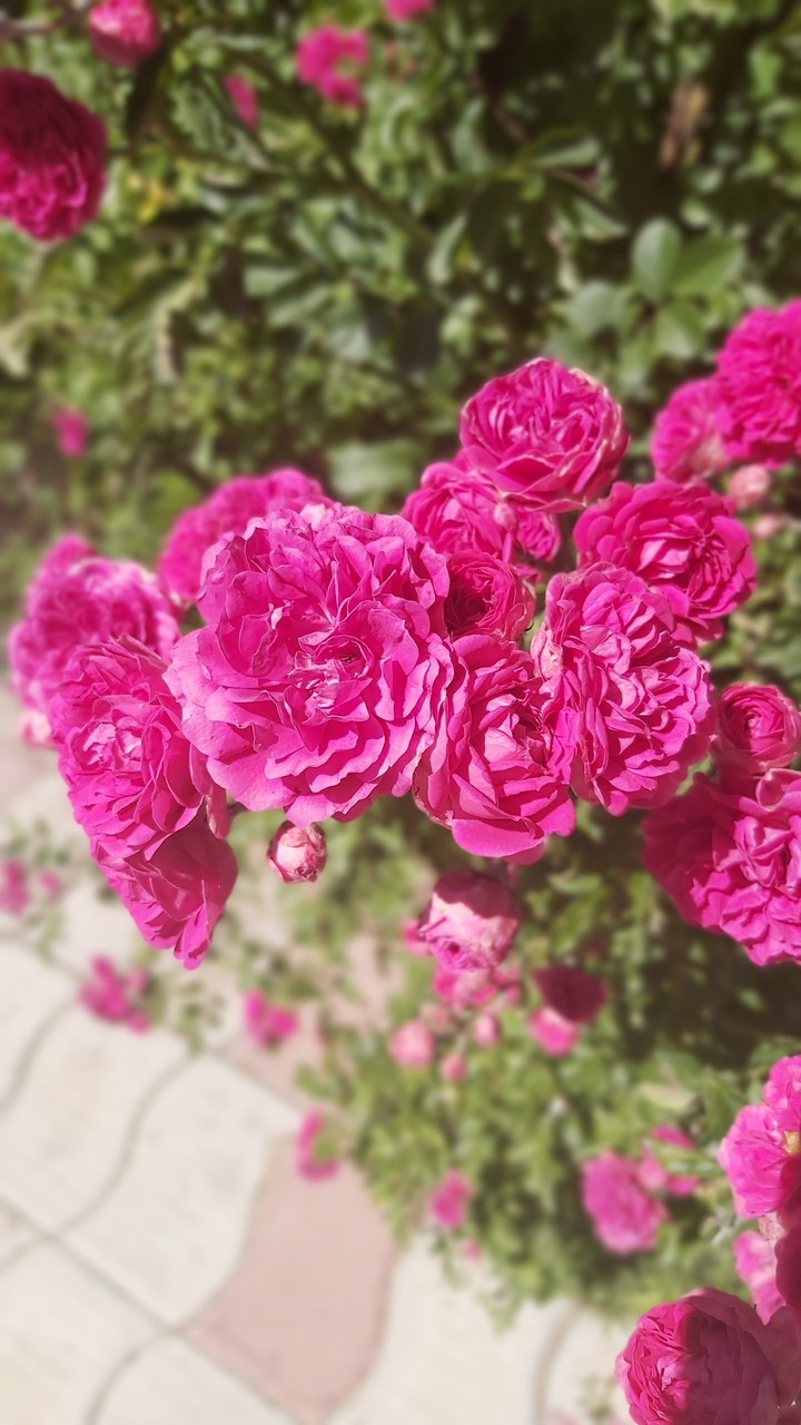 flowers