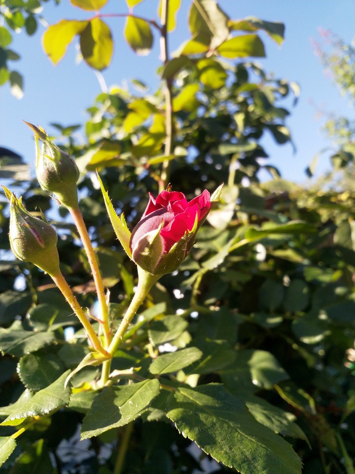 Rose