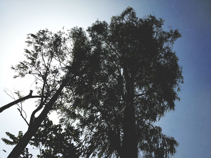 Trees in the Morning