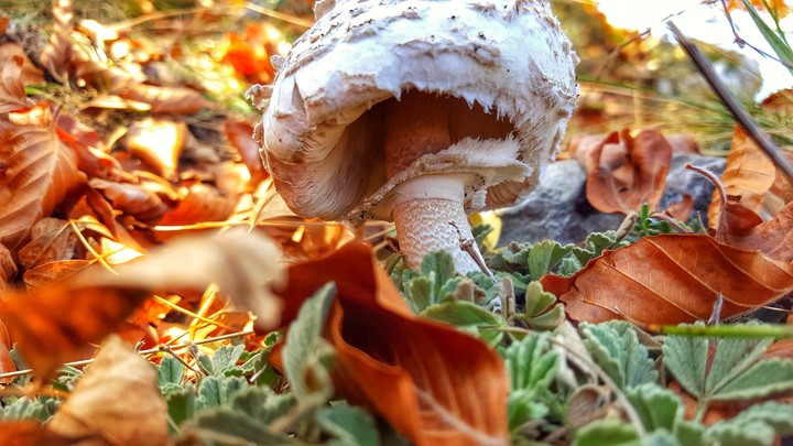 mushroom