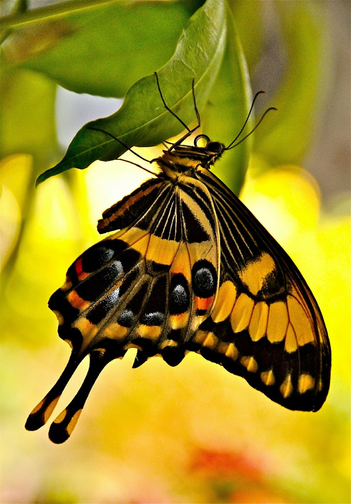 //Butterfly//