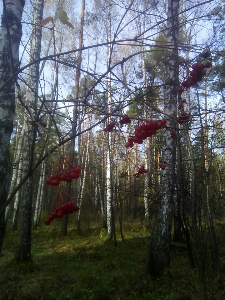 Осенний лес.