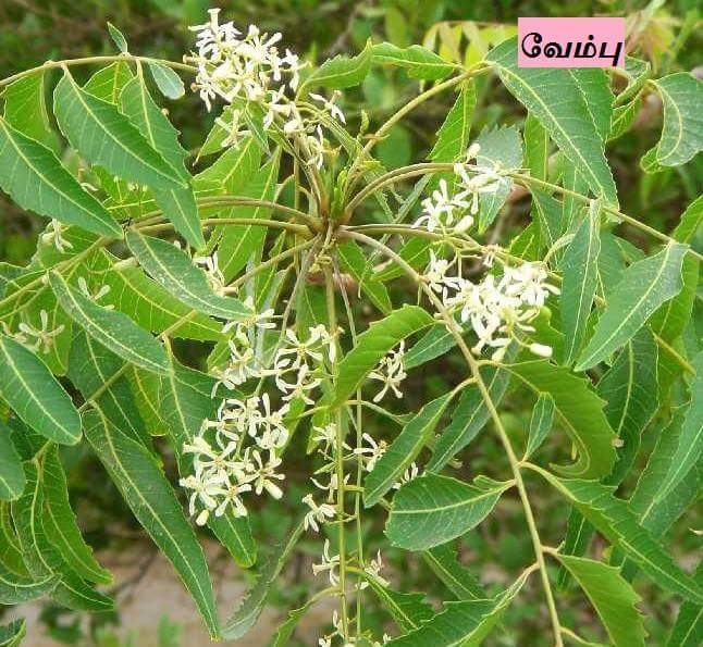 வெப்ப மரம்