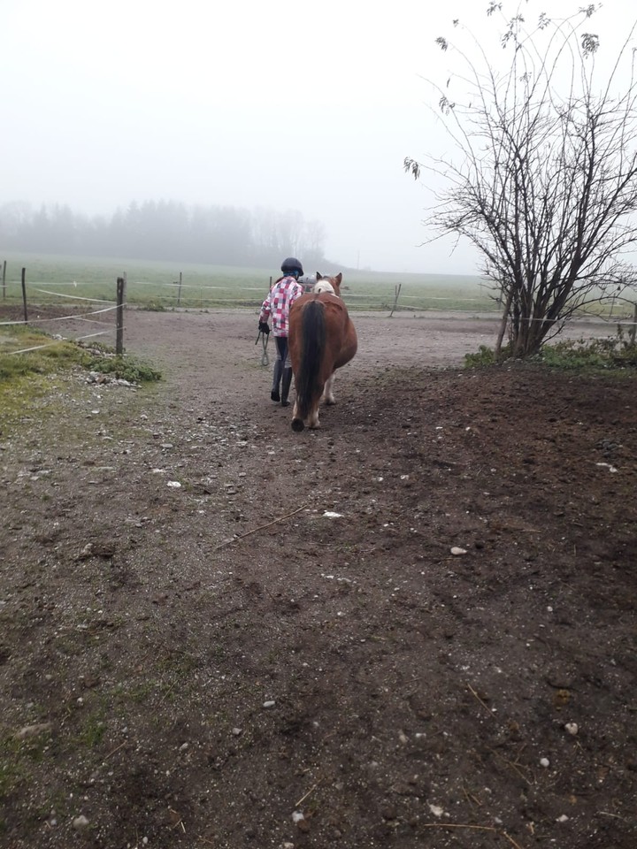 pony