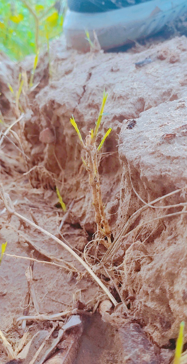 soil