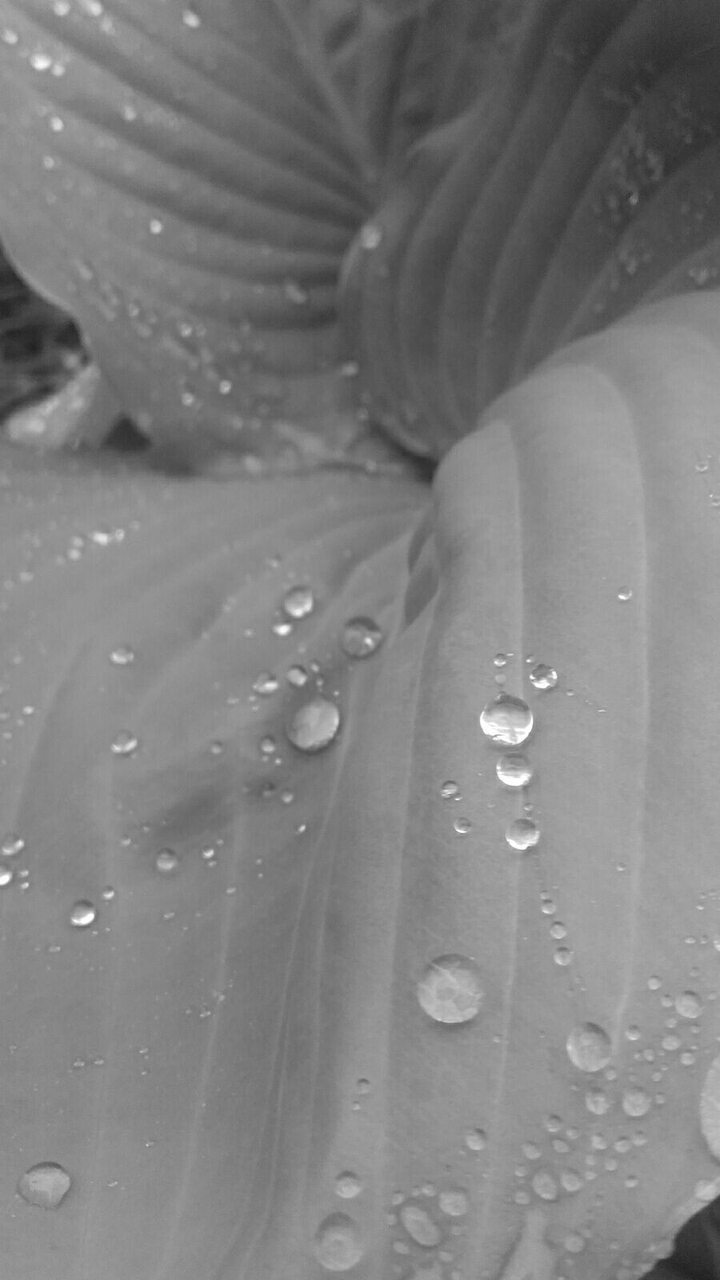 Sweet rain