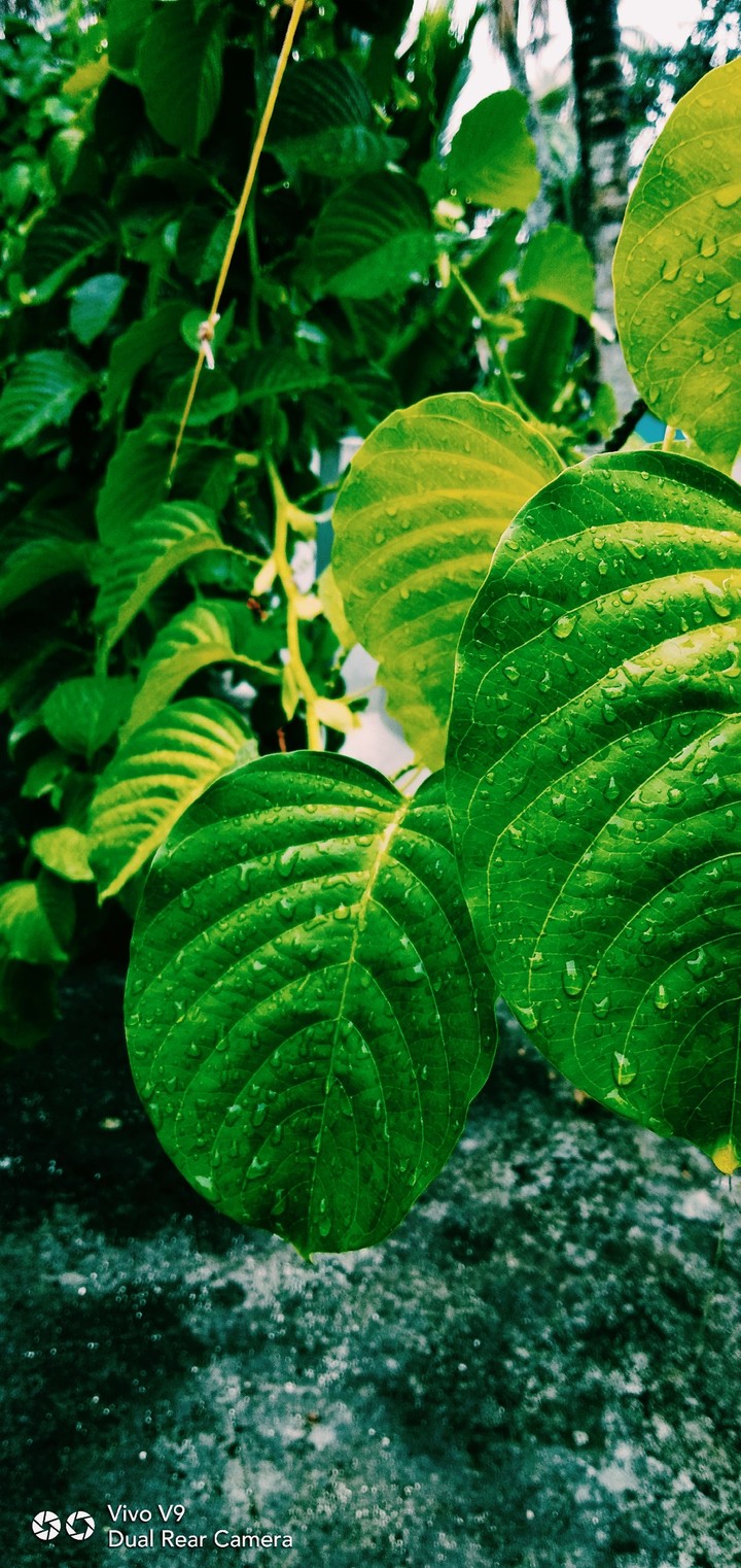 leaf