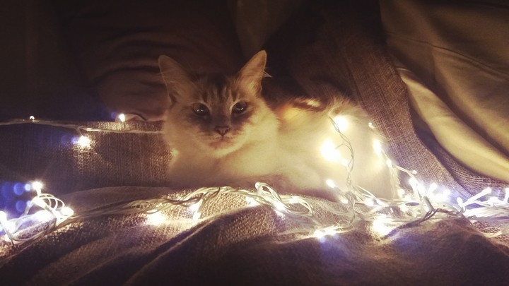 My cat