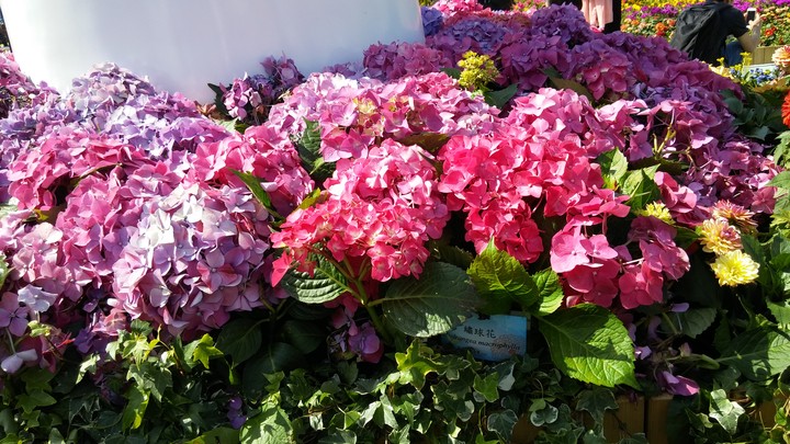 The Hong Kong Flower Show 2018 p8