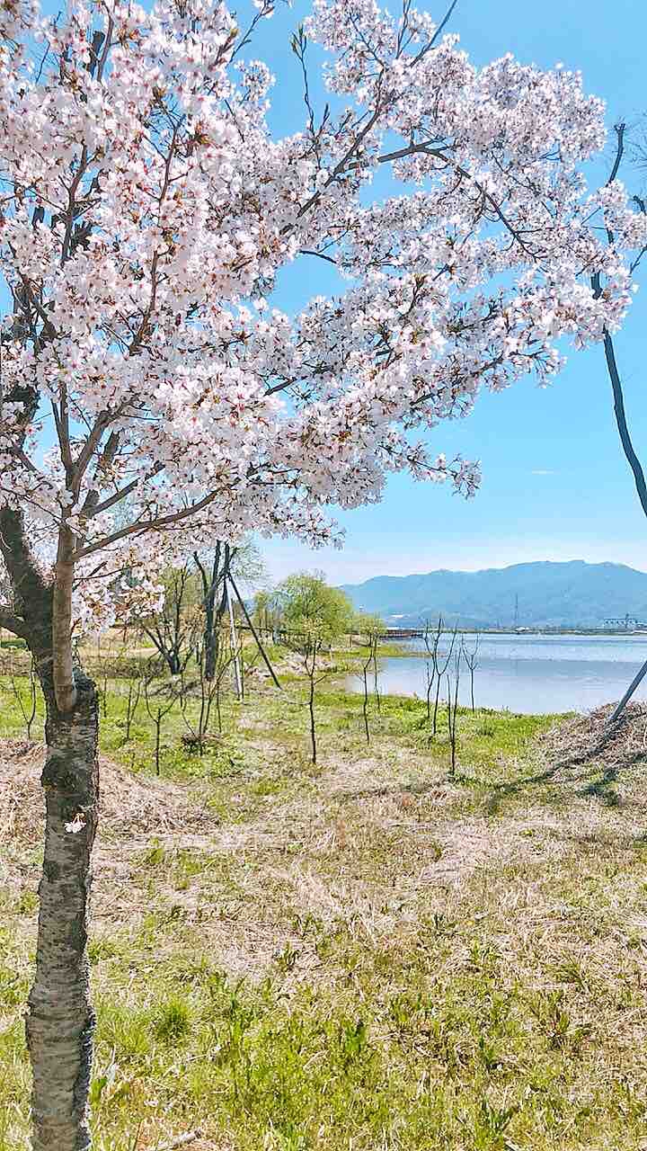 저수지의 봄