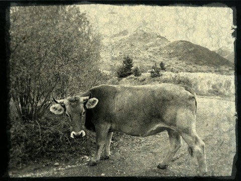 Cow