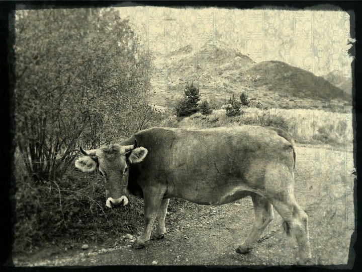 Cow