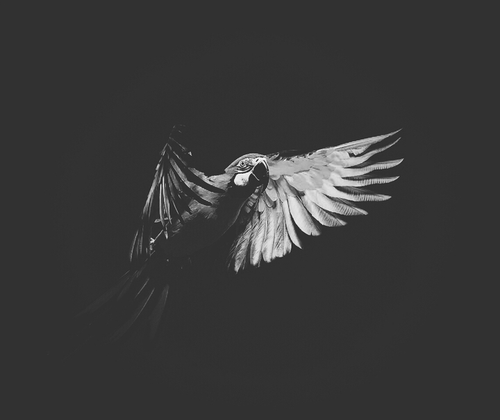 A bird