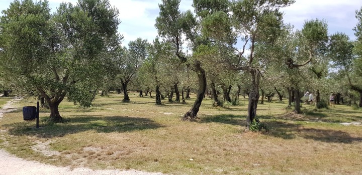 olive tree