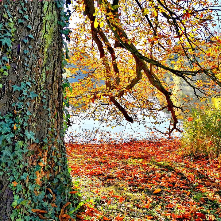 Rombergpark